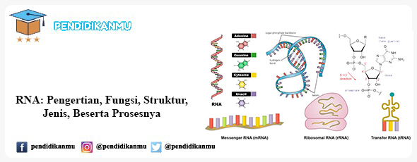 Detail Gambar Struktur Rna Nomer 44