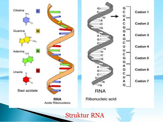 Detail Gambar Struktur Rna Nomer 45