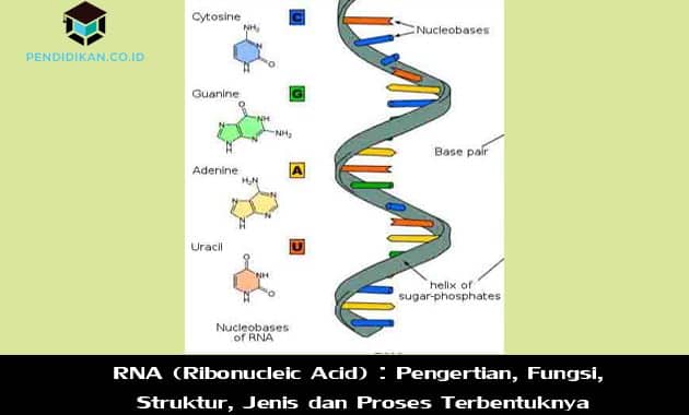 Detail Gambar Struktur Rna Nomer 6
