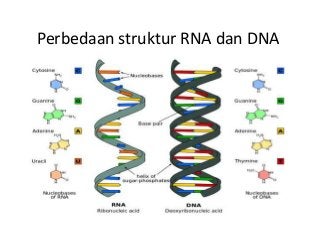 Detail Gambar Struktur Rna Nomer 47