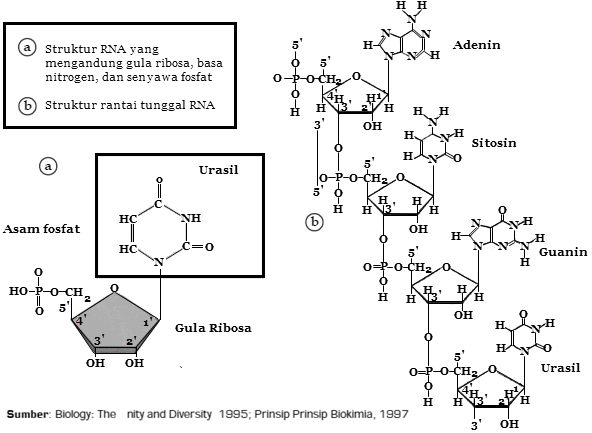 Detail Gambar Struktur Rna Nomer 48