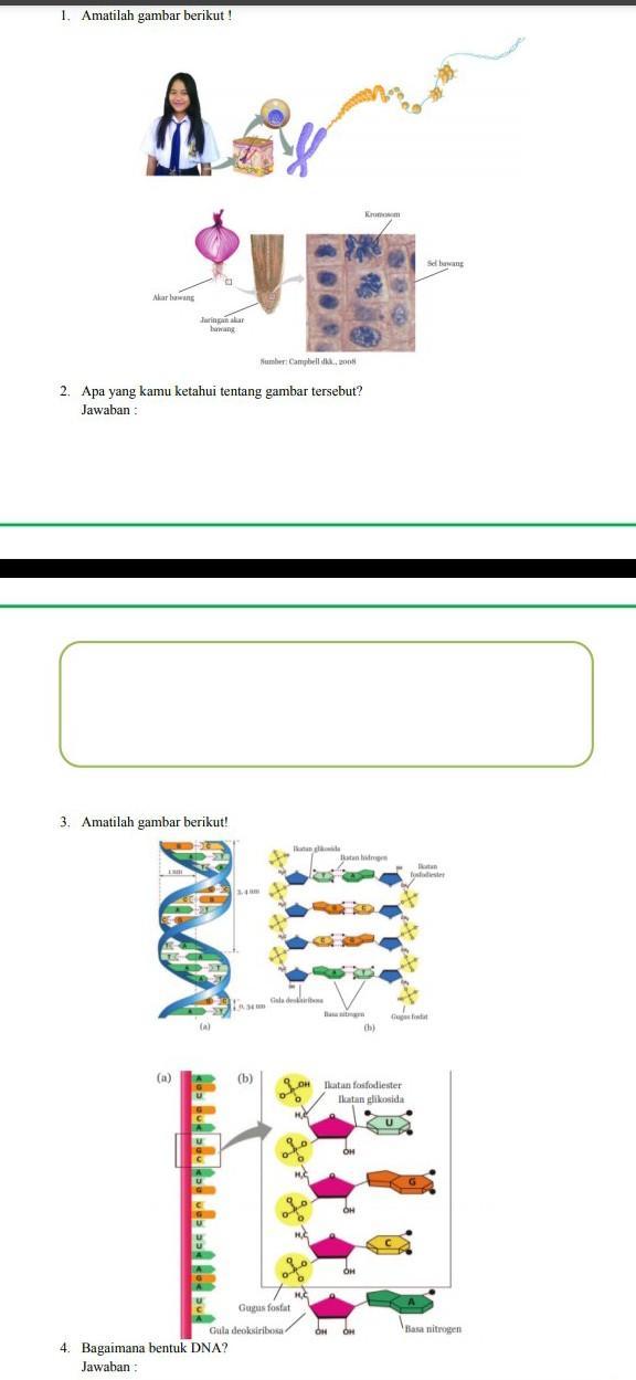 Detail Gambar Struktur Rna Nomer 49