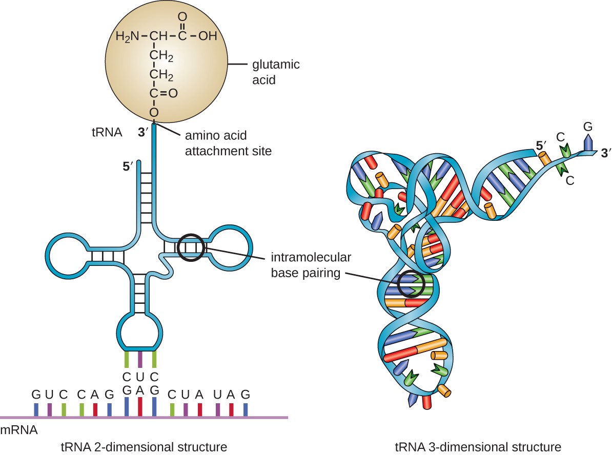 Detail Gambar Struktur Rna Nomer 50