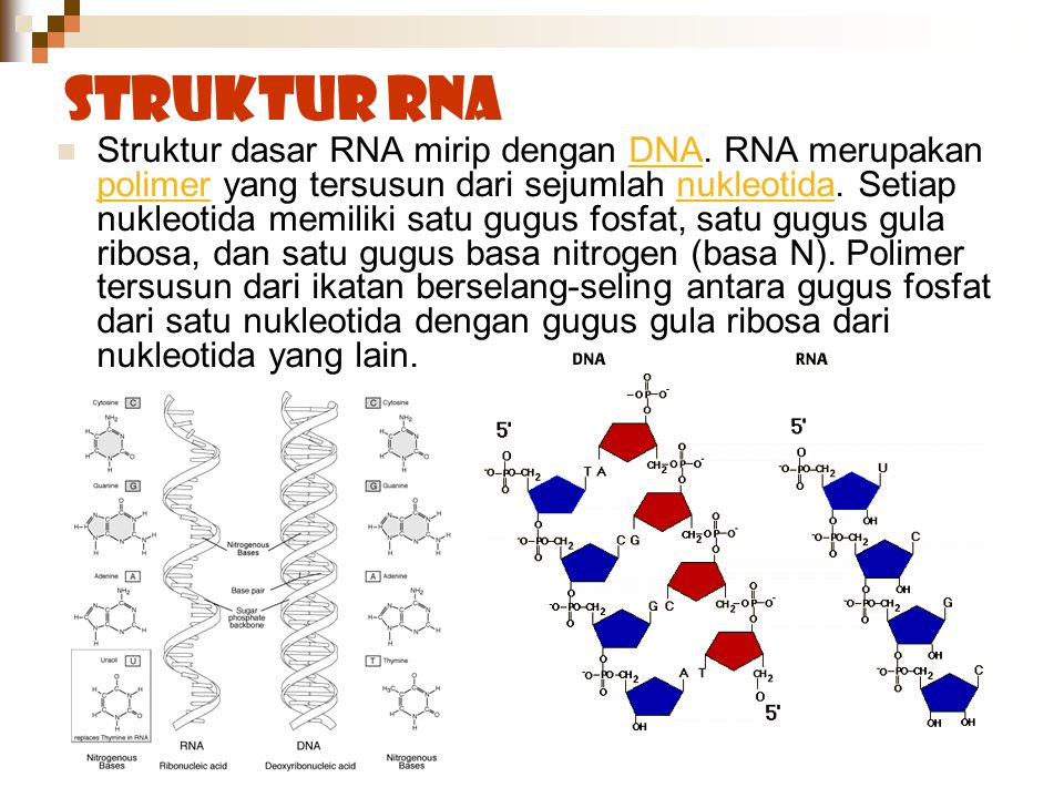 Detail Gambar Struktur Rna Nomer 51
