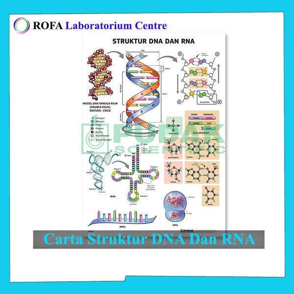 Detail Gambar Struktur Rna Nomer 52