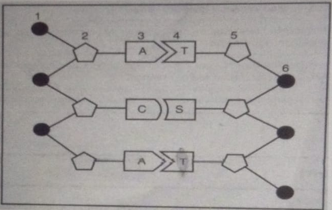 Detail Gambar Struktur Rna Nomer 53