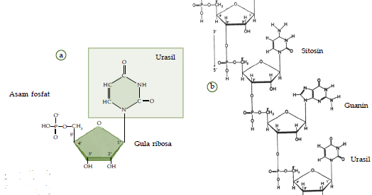 Detail Gambar Struktur Rna Nomer 54