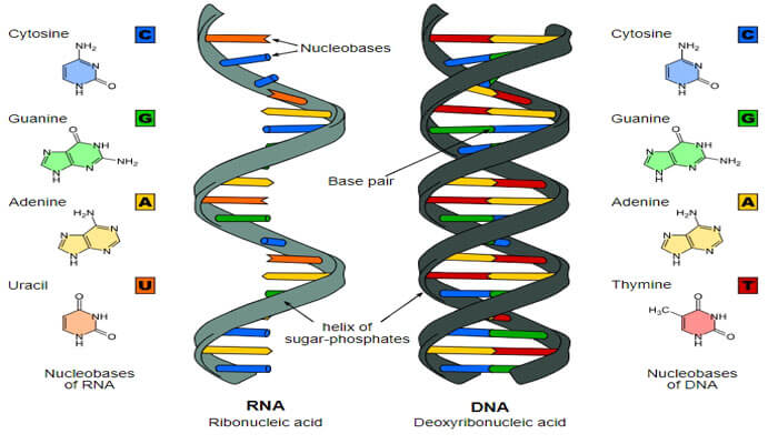 Detail Gambar Struktur Rna Nomer 7
