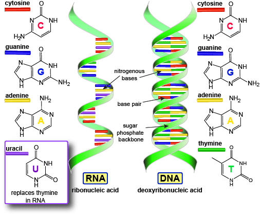 Detail Gambar Struktur Rna Nomer 8