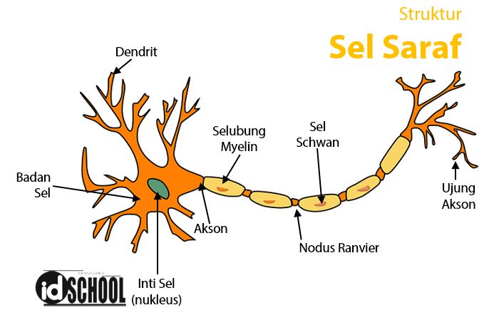 Detail Gambar Struktur Saraf Nomer 3