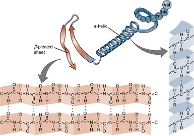 Detail Gambar Struktur Sekunder Protein Nomer 15