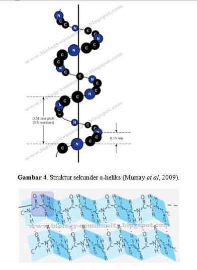 Detail Gambar Struktur Sekunder Protein Nomer 17