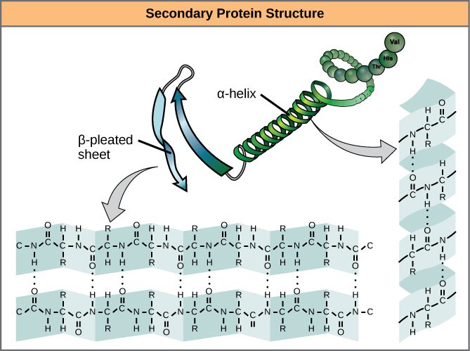 Detail Gambar Struktur Sekunder Protein Nomer 25