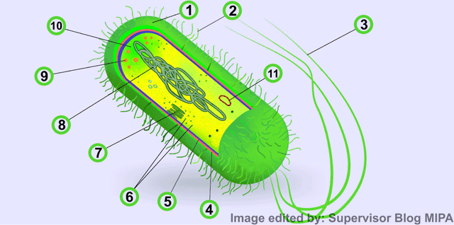 Download Gambar Struktur Sel Bakteri Nomer 13