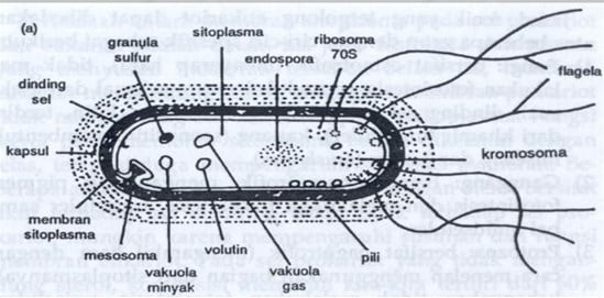 Detail Gambar Struktur Sel Bakteri Nomer 20