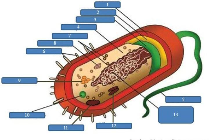 Detail Gambar Struktur Sel Bakteri Nomer 27
