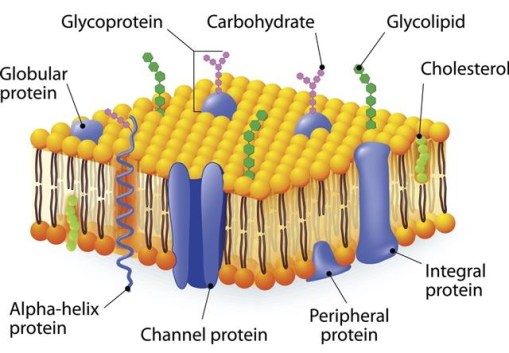 Detail Gambar Struktur Sel Bakteri Nomer 38