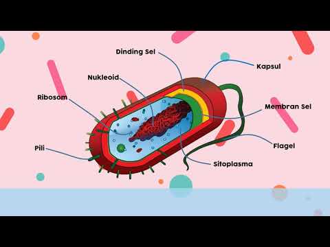 Detail Gambar Struktur Sel Bakteri Nomer 41