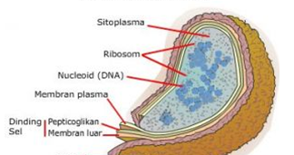 Detail Gambar Struktur Sel Bakteri Nomer 51