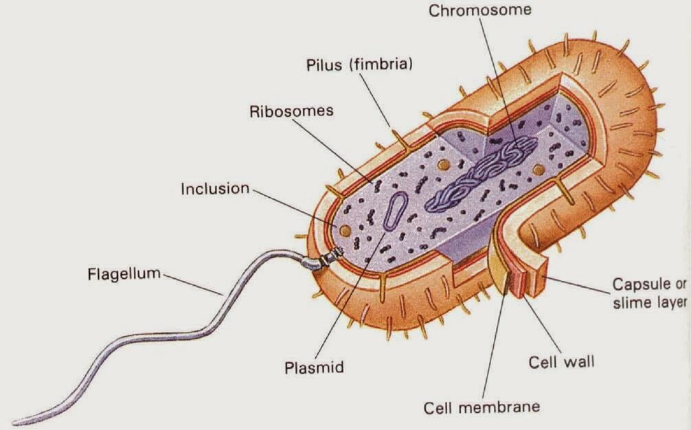 Detail Gambar Struktur Sel Bakteri Nomer 7