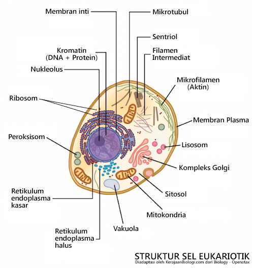 Detail Gambar Struktur Sel Eukariotik Nomer 4