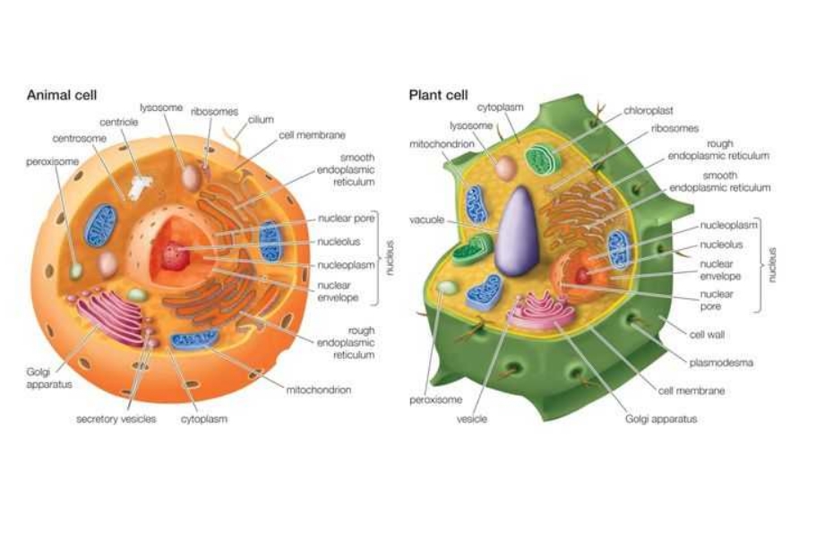 Detail Gambar Struktur Sel Hewan Nomer 13