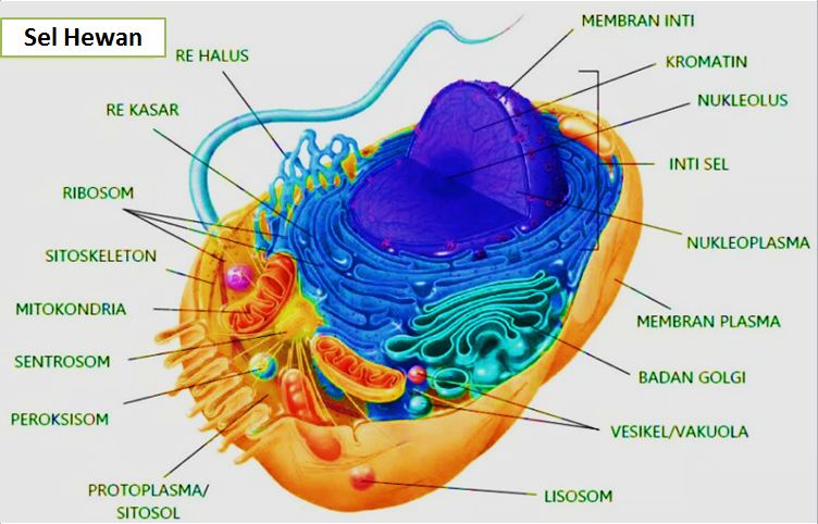 Detail Gambar Struktur Sel Hewan Nomer 19