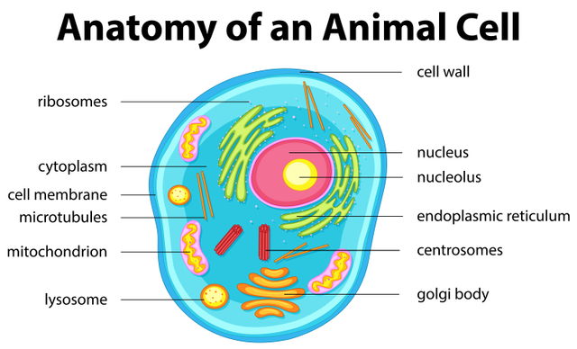 Detail Gambar Struktur Sel Hewan Nomer 4