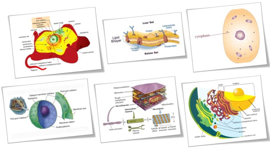 Detail Gambar Struktur Sel Hewan Nomer 41