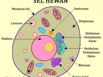 Detail Gambar Struktur Sel Hewan Dan Keterangannya Nomer 11