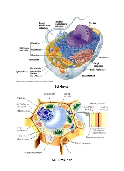 Detail Gambar Struktur Sel Hewan Dan Keterangannya Nomer 53