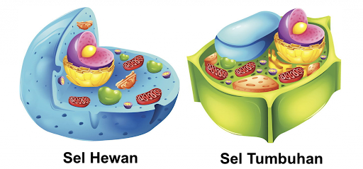 Detail Gambar Struktur Sel Hewan Dan Struktur Sel Tumbuhan Nomer 28