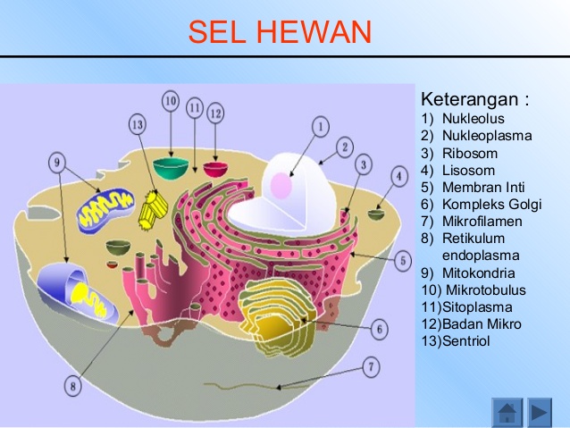 Detail Gambar Struktur Sel Hewan Dan Tumbuhan Nomer 43