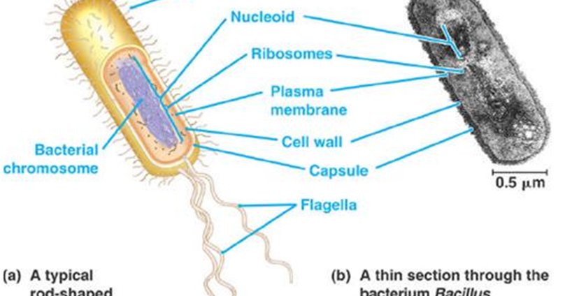 Detail Gambar Struktur Sel Prokariotik Nomer 15