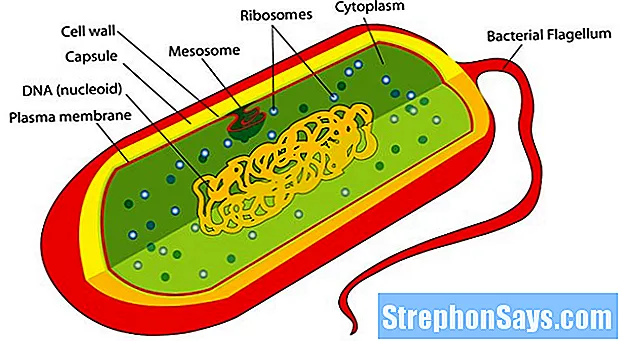 Detail Gambar Struktur Sel Prokariotik Nomer 17