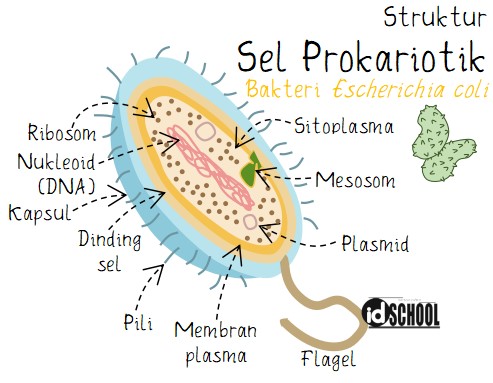 Detail Gambar Struktur Sel Prokariotik Nomer 20