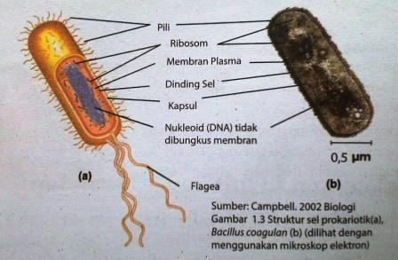 Detail Gambar Struktur Sel Prokariotik Nomer 23