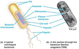 Detail Gambar Struktur Sel Prokariotik Nomer 3