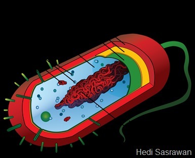 Detail Gambar Struktur Sel Prokariotik Nomer 42