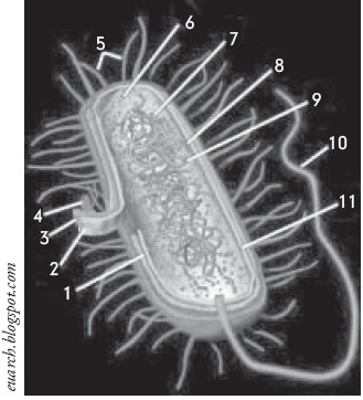 Detail Gambar Struktur Sel Prokariotik Nomer 47
