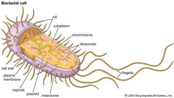 Detail Gambar Struktur Sel Prokariotik Nomer 7