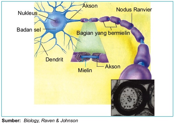 Detail Gambar Struktur Sel Saraf Nomer 18