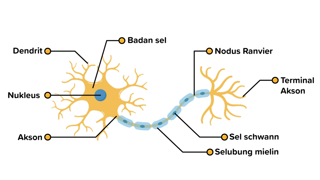 Detail Gambar Struktur Sel Saraf Nomer 25