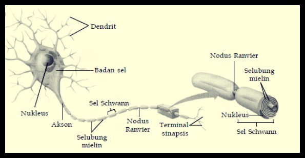 Detail Gambar Struktur Sel Saraf Nomer 43