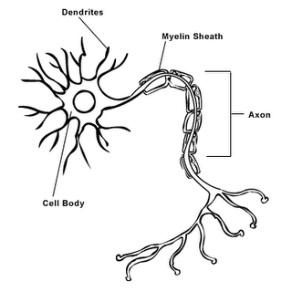 Detail Gambar Struktur Sel Saraf Nomer 45