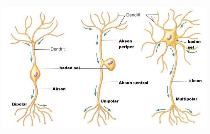 Detail Gambar Struktur Sel Saraf Nomer 52