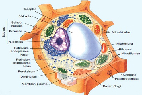 Detail Gambar Struktur Sel Tumbuhan Nomer 19