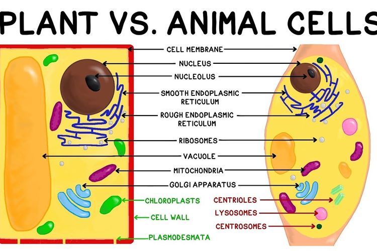 Detail Gambar Struktur Sel Tumbuhan Dan Hewan Nomer 13