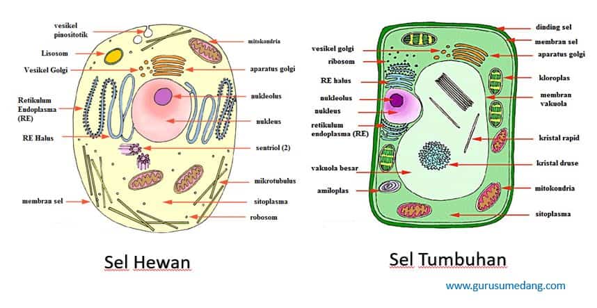 Detail Gambar Struktur Sel Tumbuhan Dan Hewan Nomer 15