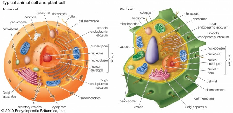 Detail Gambar Struktur Sel Tumbuhan Dan Hewan Nomer 7